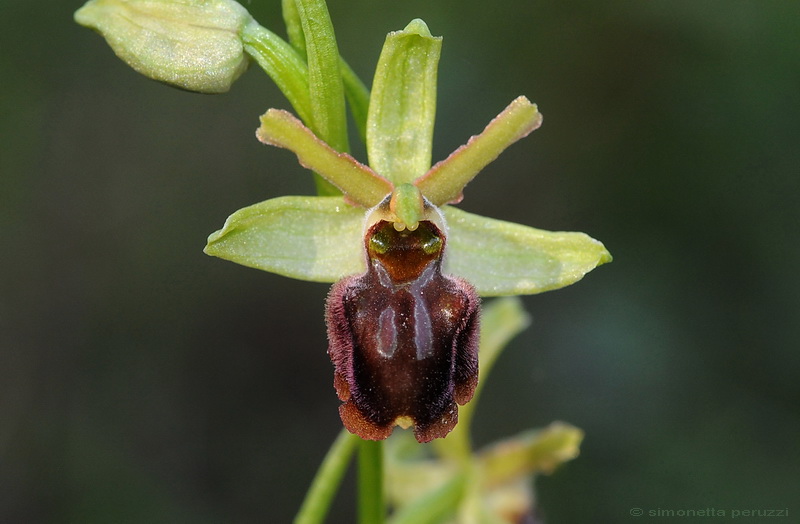 Orchidee del Chianti - Ophrys sphegodes e altre...